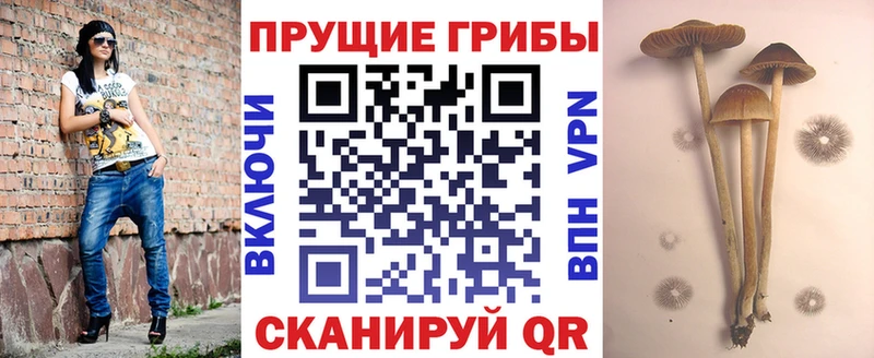 Галлюциногенные грибы мицелий  где купить наркоту  Богородицк 